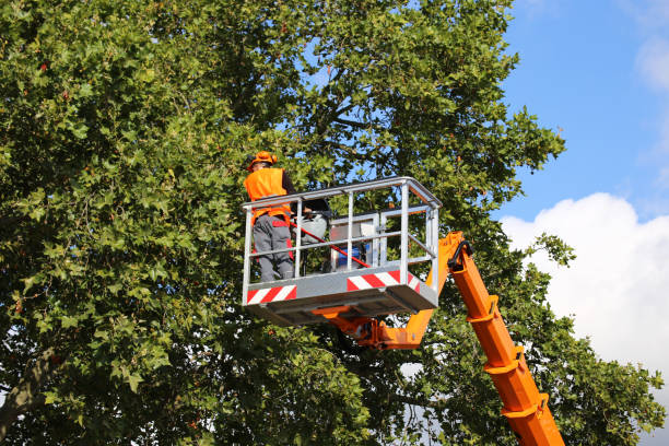 How Our Tree Care Process Works  in  West New York, NJ